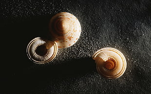 beige seashells